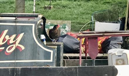 Chicken moving on board : Kilsby at Wolfamcote Winding Hole (Taken on Saturday 21st March 2020)<br />